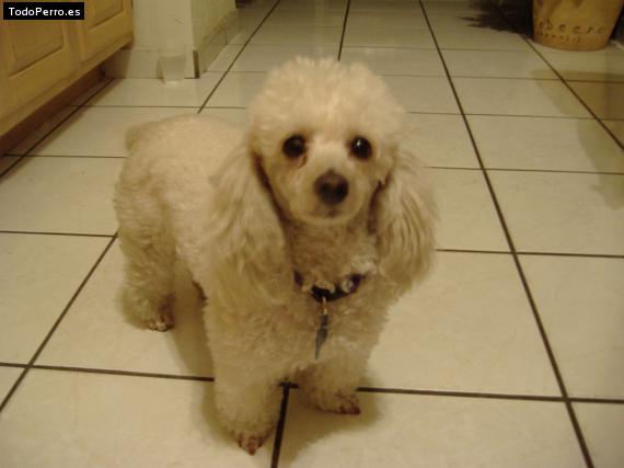 Foto del perro Sandy