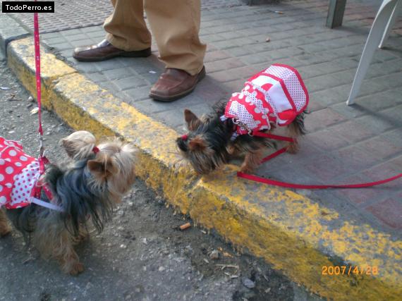 La foto del perro