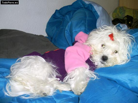La foto del perro