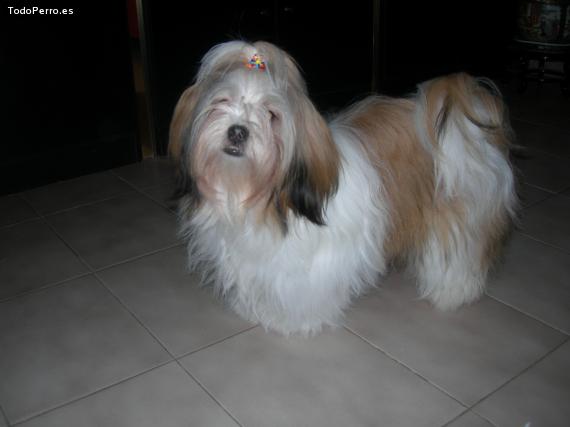 La foto del perro