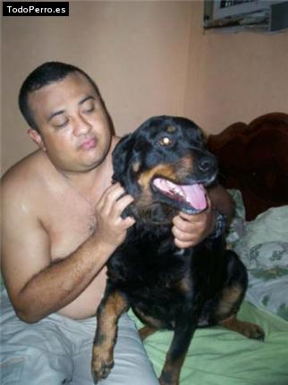 La foto del perro