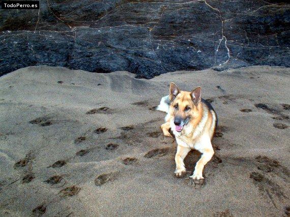 La foto del perro