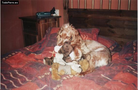 La foto del perro
