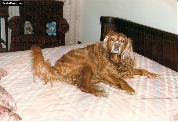 La foto del perro