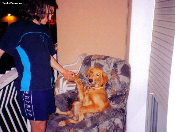 La foto del perro