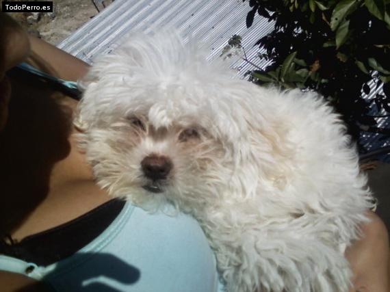 Foto del perro Stumger