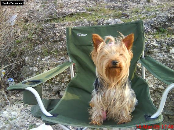 La foto del perro