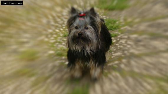 La foto del perro