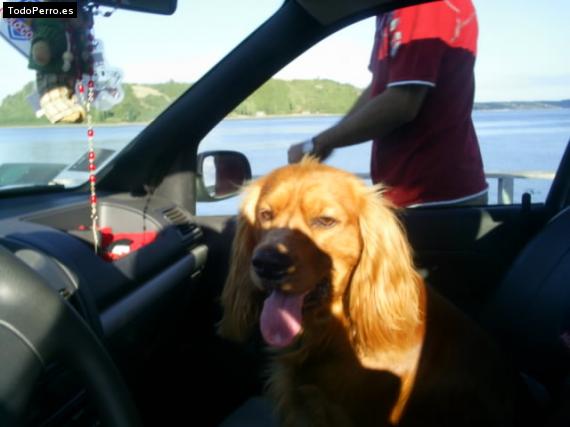 La foto del perro
