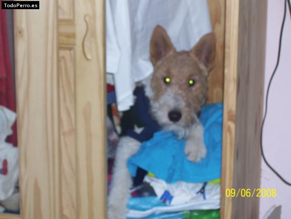 La foto del perro