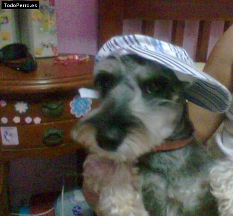 La foto del perro