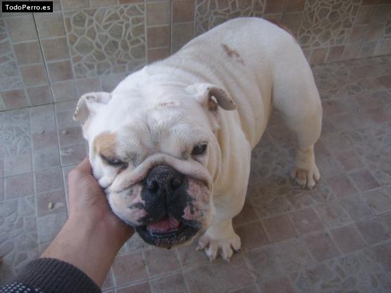 Foto del perro Oneil