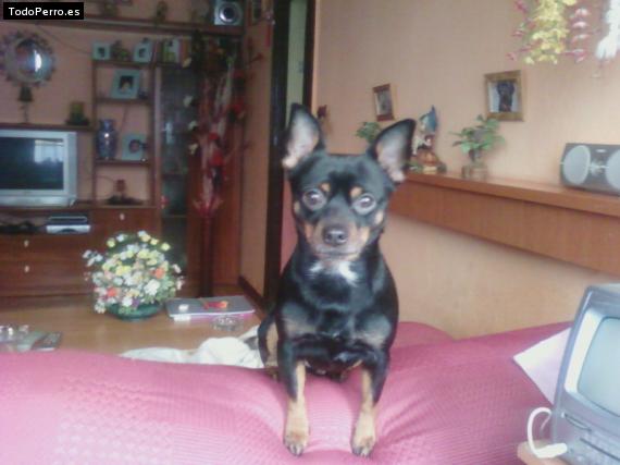La foto del perro