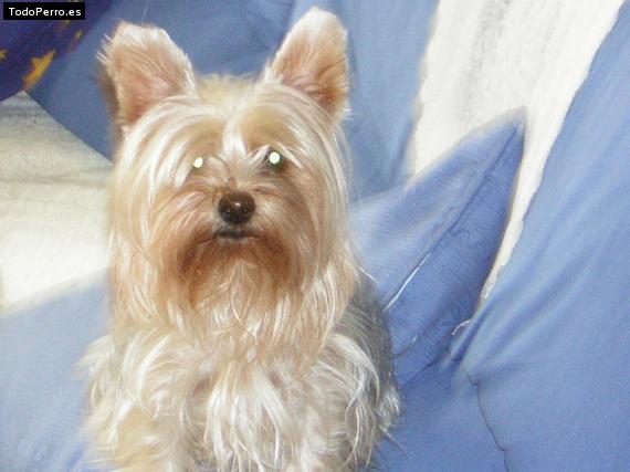 La foto del perro
