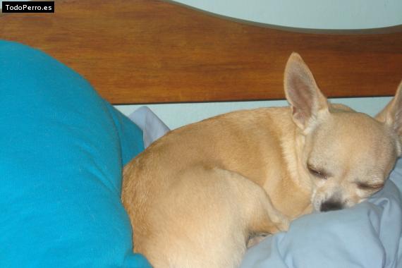 La foto del perro