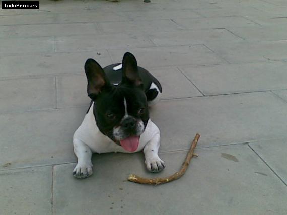 La foto del perro