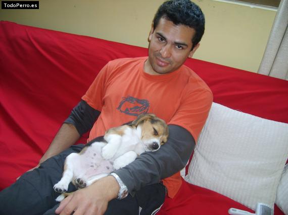 La foto del perro