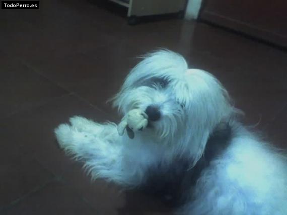 La foto del perro