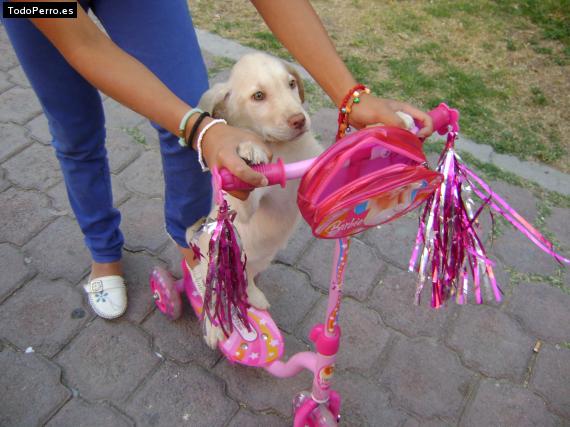 La foto del perro