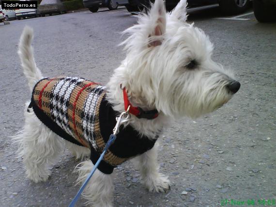 La foto del perro