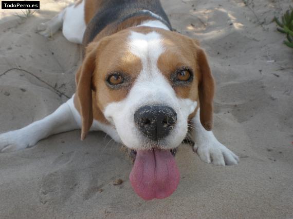 La foto del perro