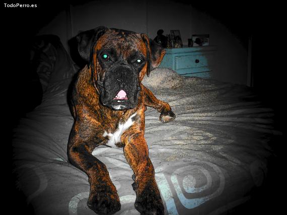 La foto del perro