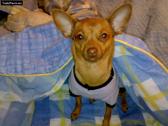La foto del perro
