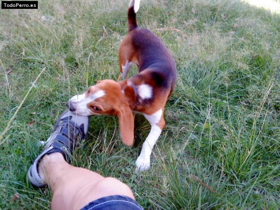La foto del perro