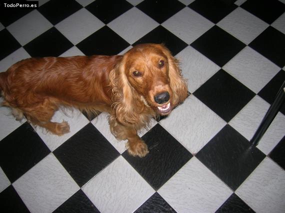 La foto del perro