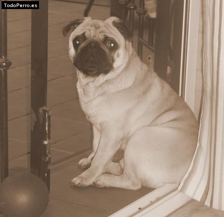 La foto del perro