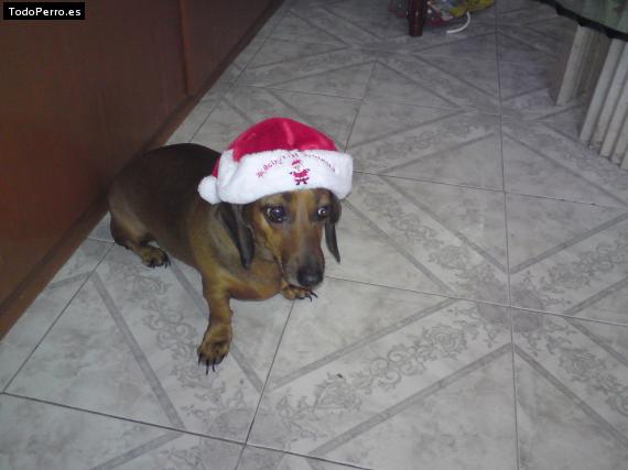 La foto del perro