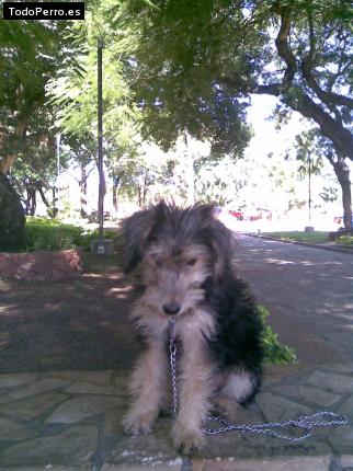 La foto del perro