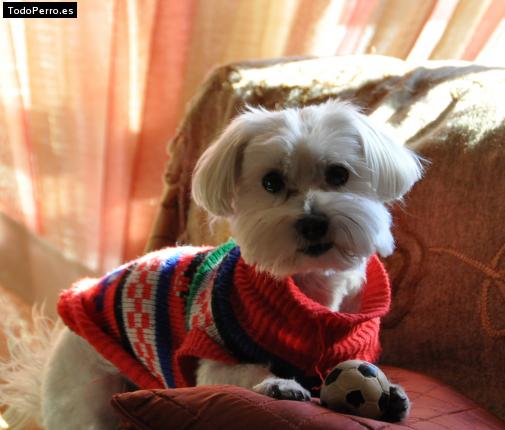 La foto del perro