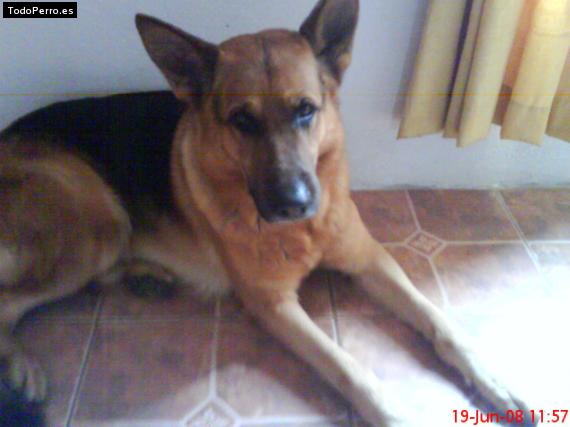 La foto del perro