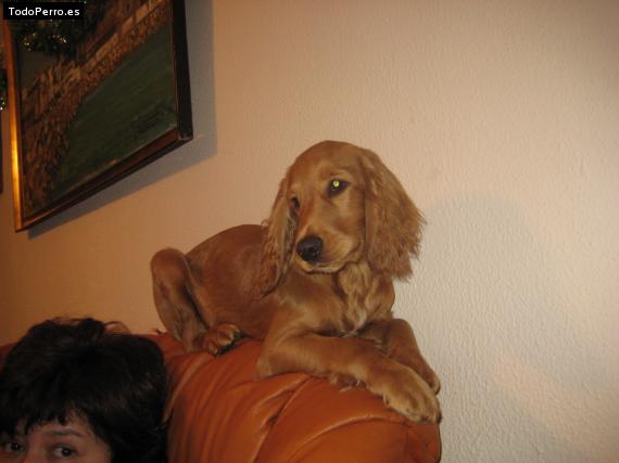 La foto del perro
