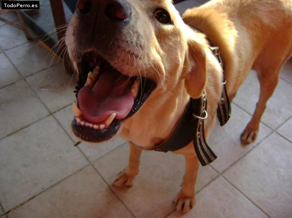 La foto del perro