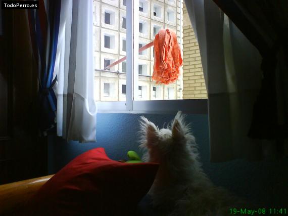 La foto del perro