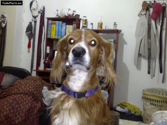 La foto del perro