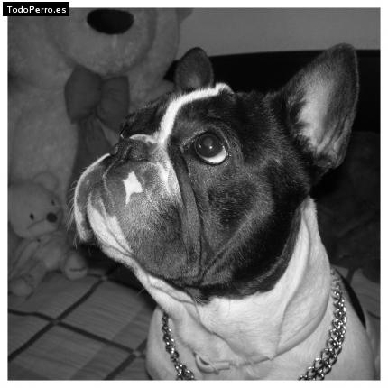 La foto del perro