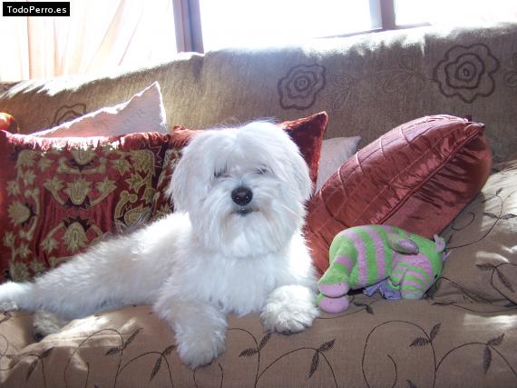 La foto del perro