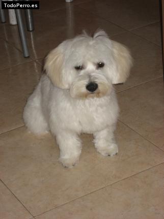 Foto del perro Winner