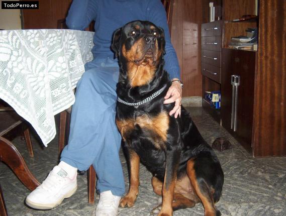 La foto del perro