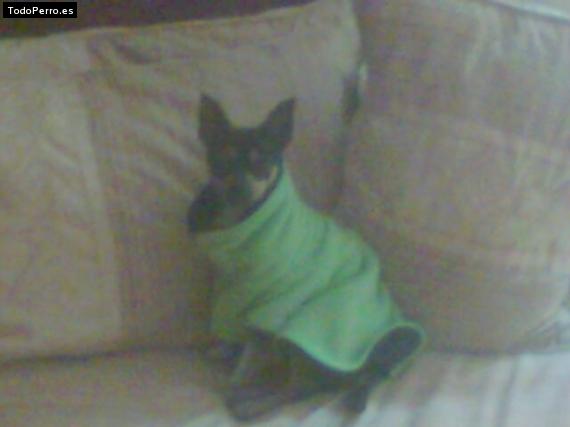 La foto del perro