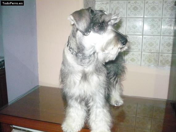 La foto del perro