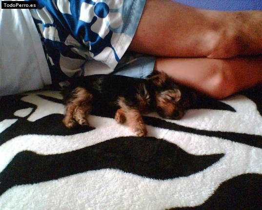La foto del perro