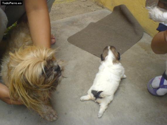 La foto del perro