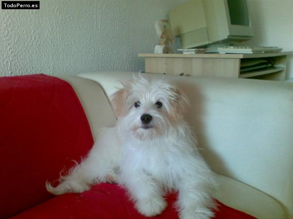 La foto del perro