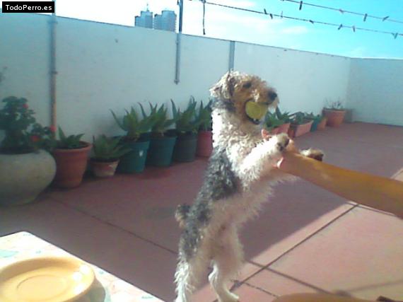 La foto del perro