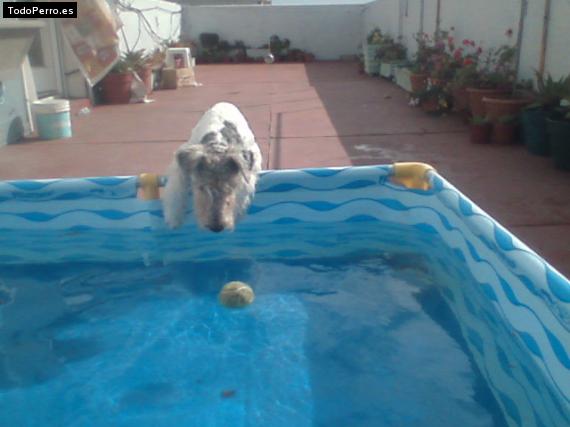 La foto del perro