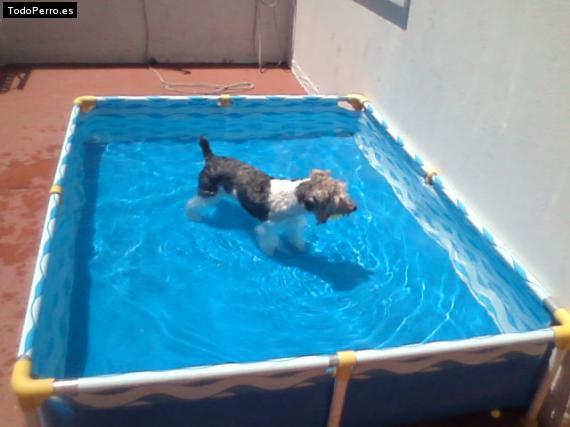 La foto del perro